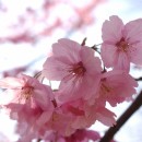 善福寺川のサクラサク