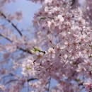浜松町の桜の名所を巡ってきました
