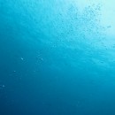 伊豆大島ダイビング 前編