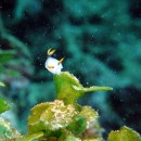 春の沖縄でウミウシ満載ダイビング #1