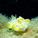 春の沖縄でウミウシ満載ダイビング #2