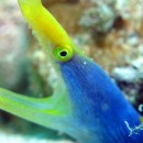 春の沖縄でウミウシ満載ダイビング #3