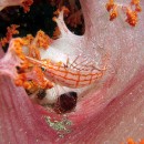ウミウシ求めて伊豆大島へ 2本目