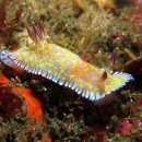 ウミウシ求めて伊豆大島へ 3本目