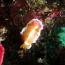 ウミウシ求めて伊豆大島へ 5本目