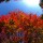 今週末、紅葉を見るなら那須塩原がいいんじゃないかな