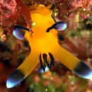 伊豆大島で潜り納め！ 3本目