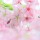 まつだ桜まつり