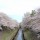 隠れた桜の名所、善福寺川緑地の桜が満開です