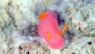 春の沖縄、ウミウシ満載ダイビング #2 アポガマ