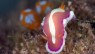 春の沖縄、ウミウシ満載ダイビング #4 石切