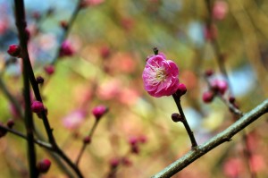 紅梅