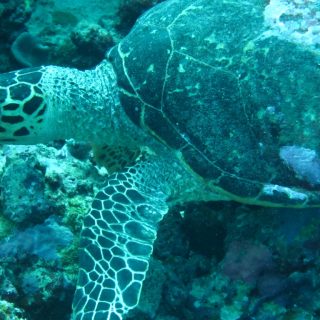 ウミガメ