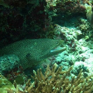 ウツボ