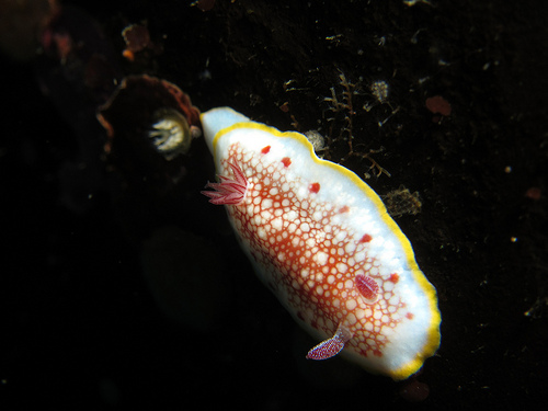 サラサウミウシ