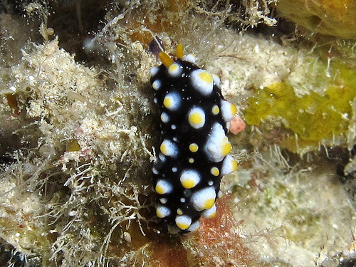 ヨゾライボウミウシ