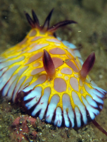 ボブサンウミウシ