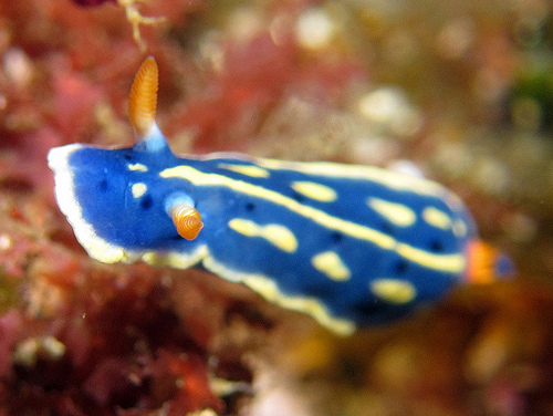 アオウミウシ