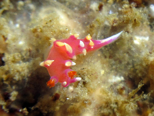 ナンヨウウミウシ