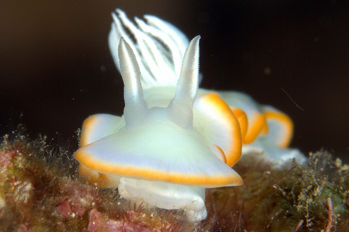 メレンゲウミウシ
