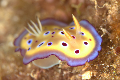 オトヒメウミウシ