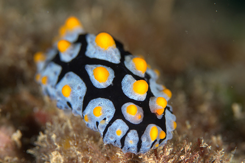 フリエリイボウミウシ