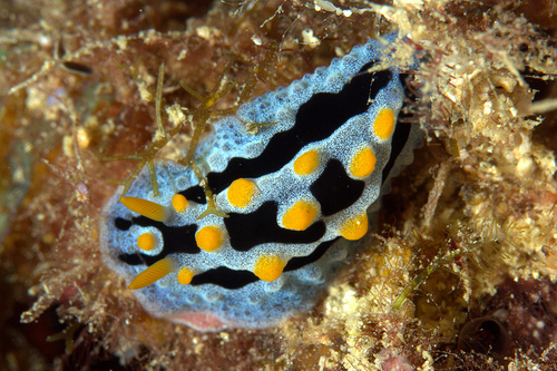 ソライロイボウミウシ