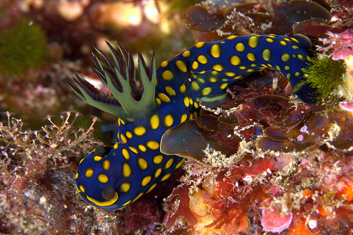 サガミリュウグウウミウシ