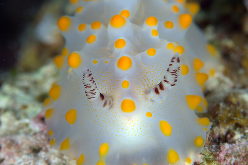 コンペイトウウミウシ