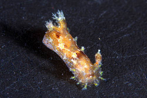 ニンジンヒカリウミウシ