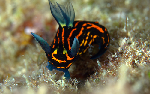 イシガキリュウグウウミウシ