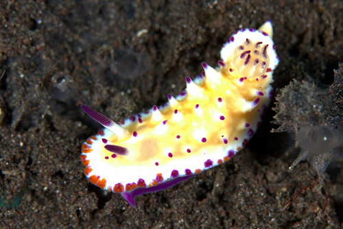 レンゲウミウシ