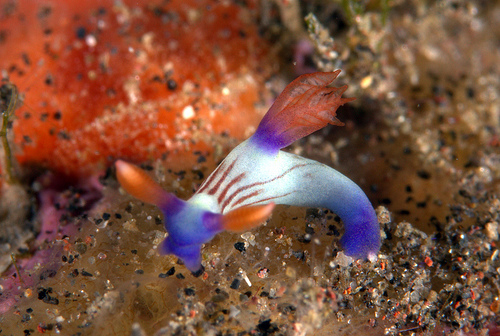 クロスジリュウグウウミウシ