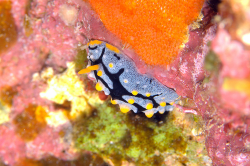 ボンジイボウミウシ
