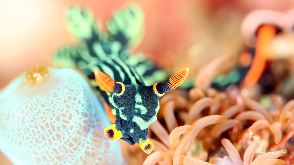 アカフチリュウグウウミウシ
