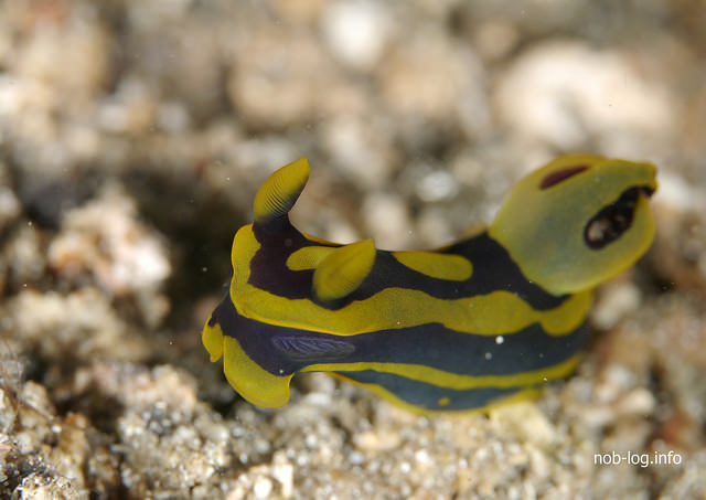 タンブヤ・ガブリエラエ