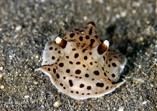 マダラウミフクロウ