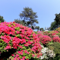 ツツジの名所、塩船観音寺へ行ってきた