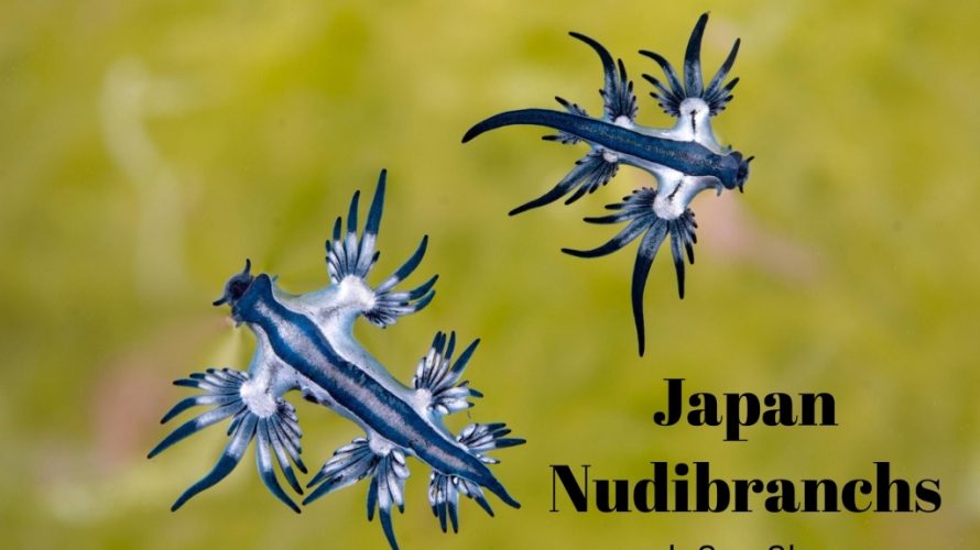 Kindleで電子書籍「Japan Nudibranchs and Sea Slugs」を出版してみました